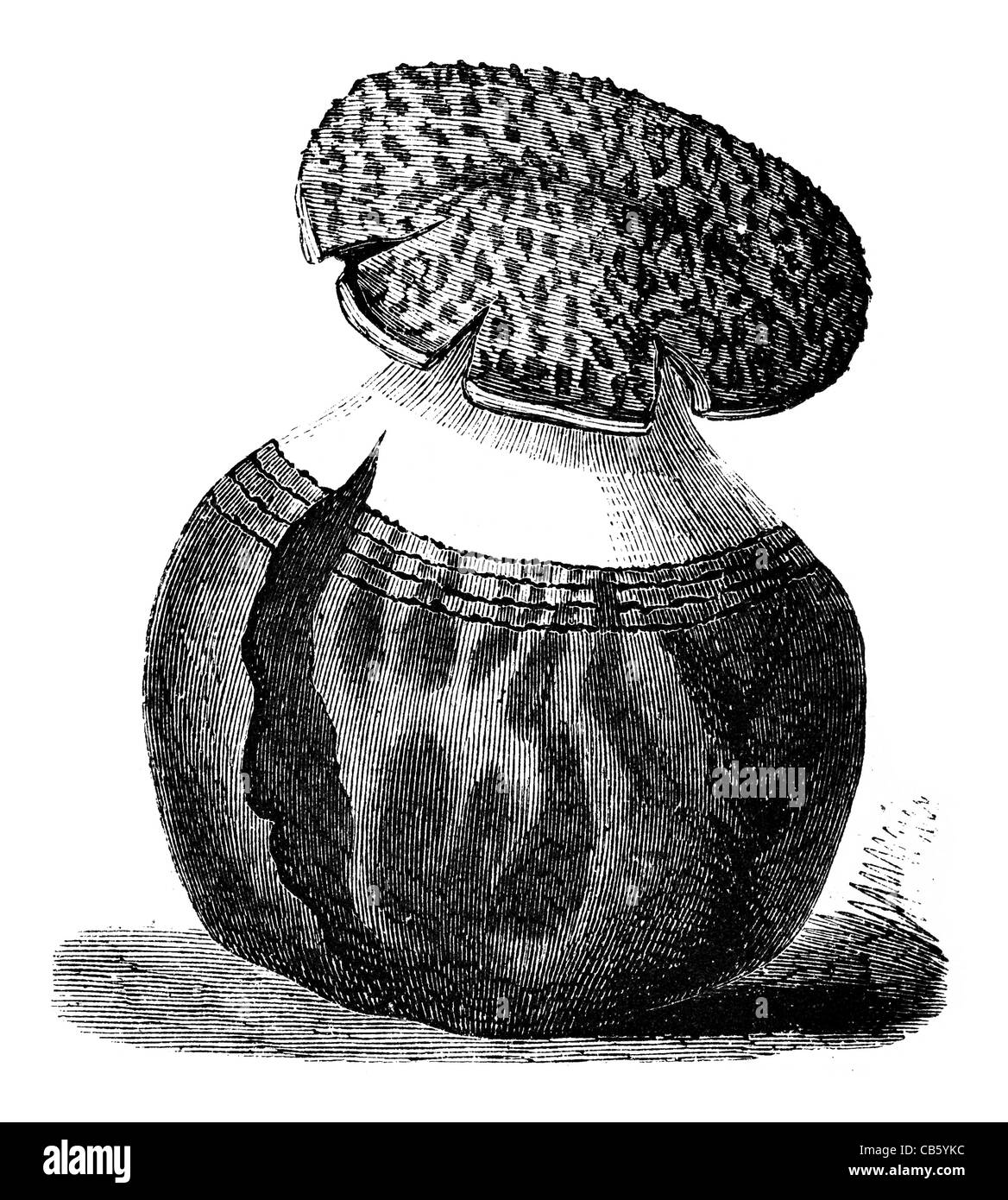 Champignons champignon Agaricus Rubescens champignons moisissures mycologie botanique biologie plantes Banque D'Images