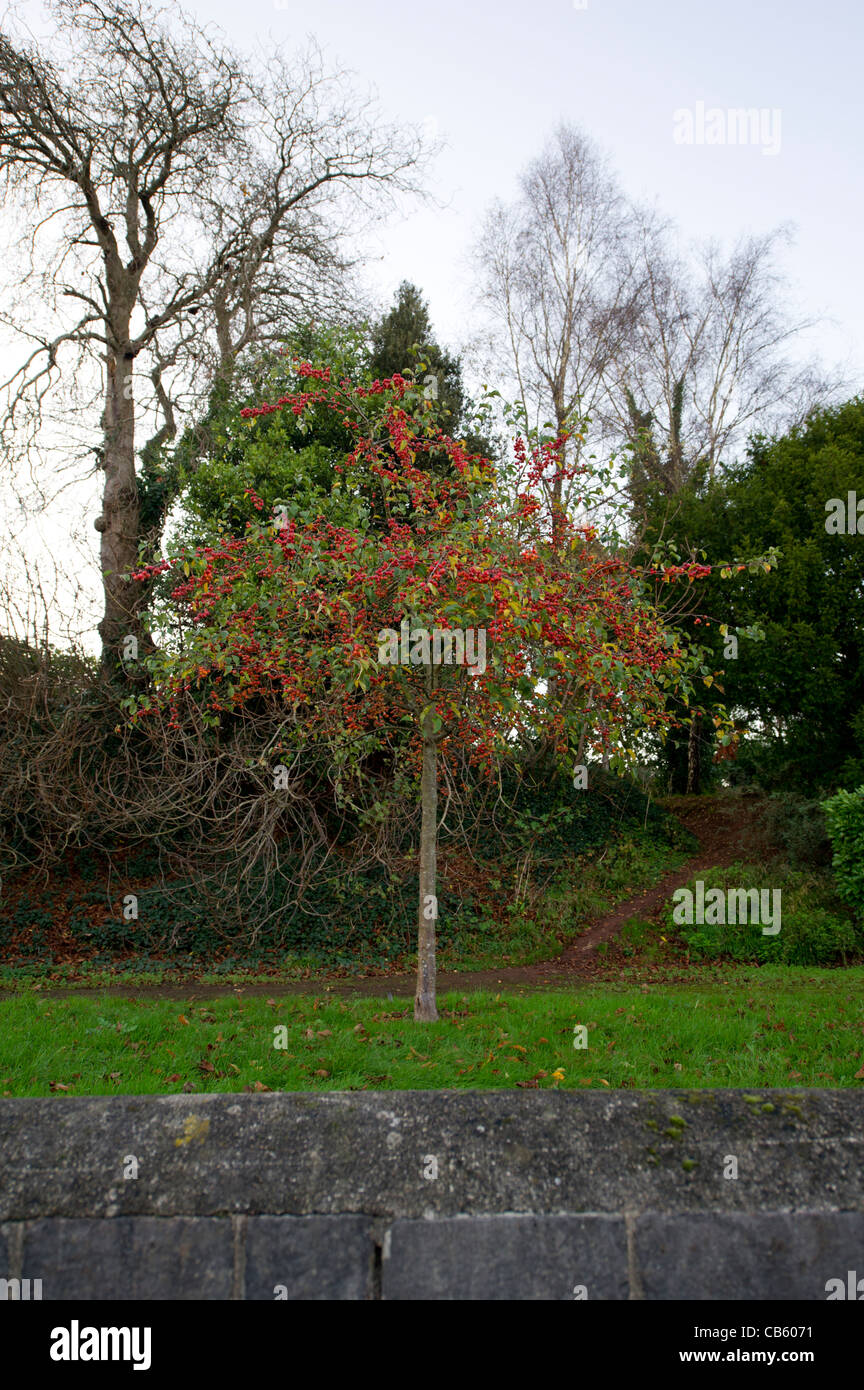 Un arbre dans les jardins du manoir Oldway, Paignton, Torbay, Devon, UK Banque D'Images