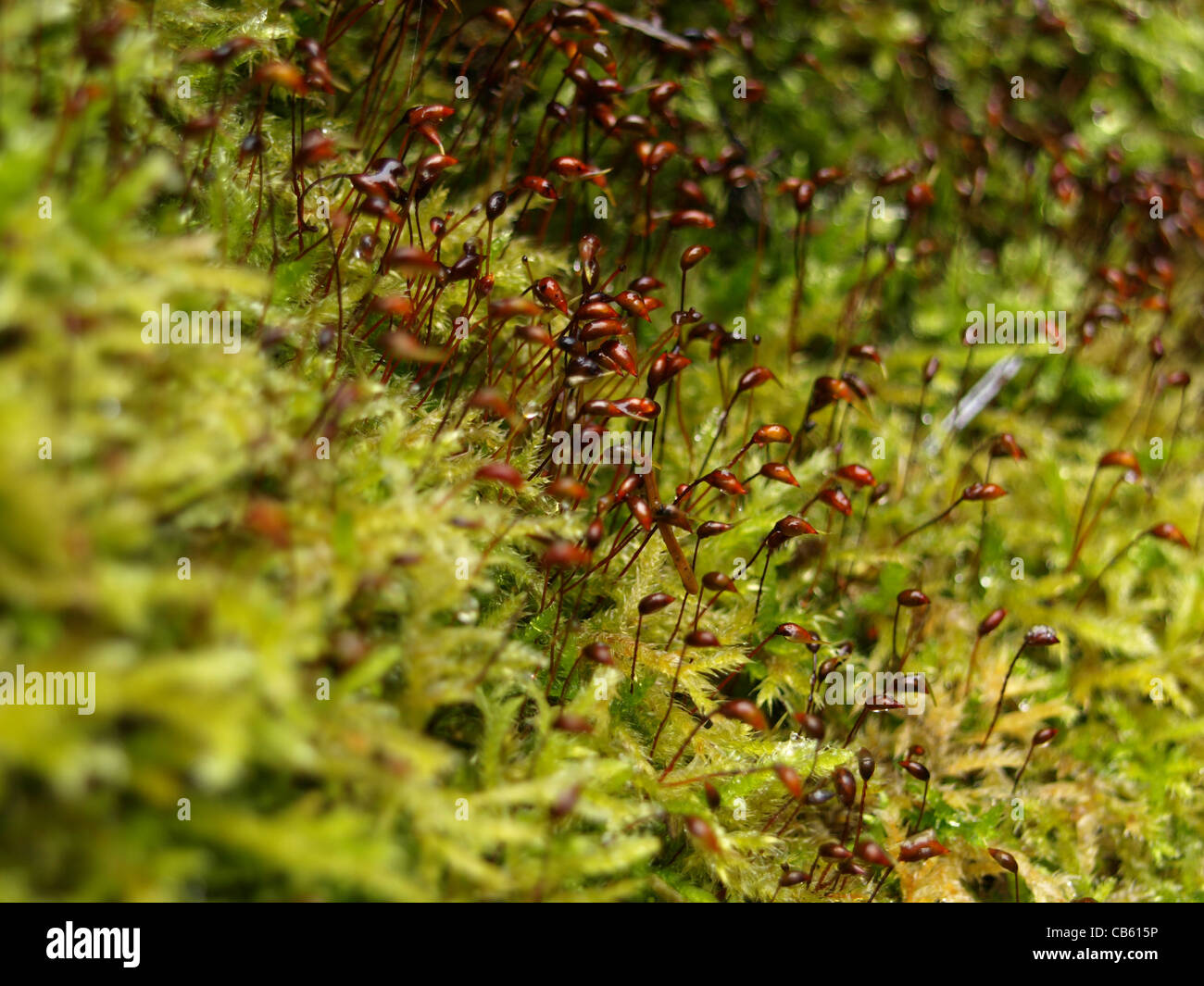 Mousse polytric / sèche / Star moss moss / Polytrichum formosum / Widertonmoos Frauenhaarmoos / Schönes Schönes Banque D'Images