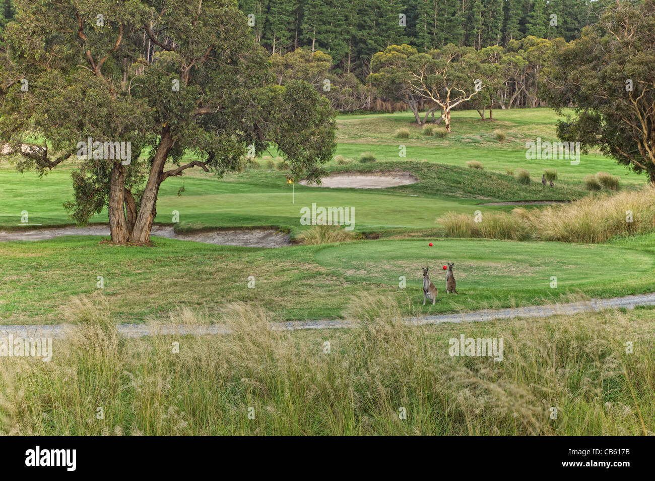 Liens golf style Australie du Sud Banque D'Images