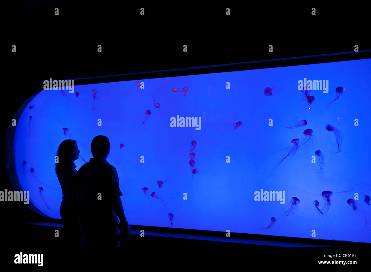 Silhouettes de deux personnes regardant des méduses à l'Aquarium ocean Shanghai, République populaire de Chine, République populaire de Chine, l'Asie Banque D'Images