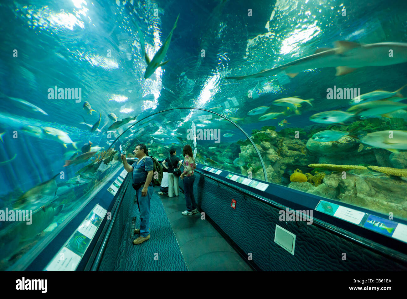 Les touristes au Shanghai ocean Aquarium, République populaire de Chine, République populaire de Chine, l'Asie Banque D'Images