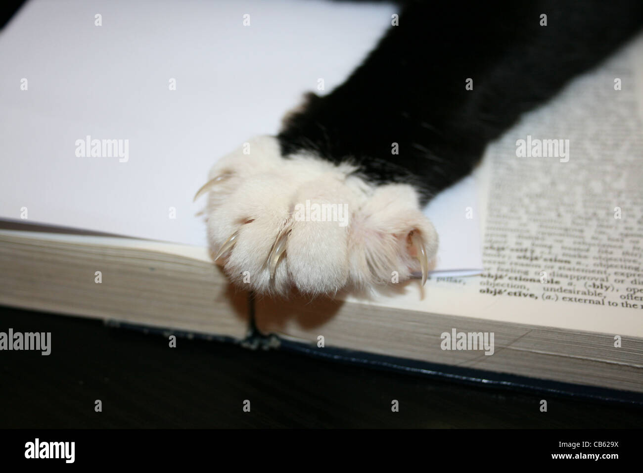 Jambe noire et blanche de chat avec de grands pieds et griffes. Banque D'Images