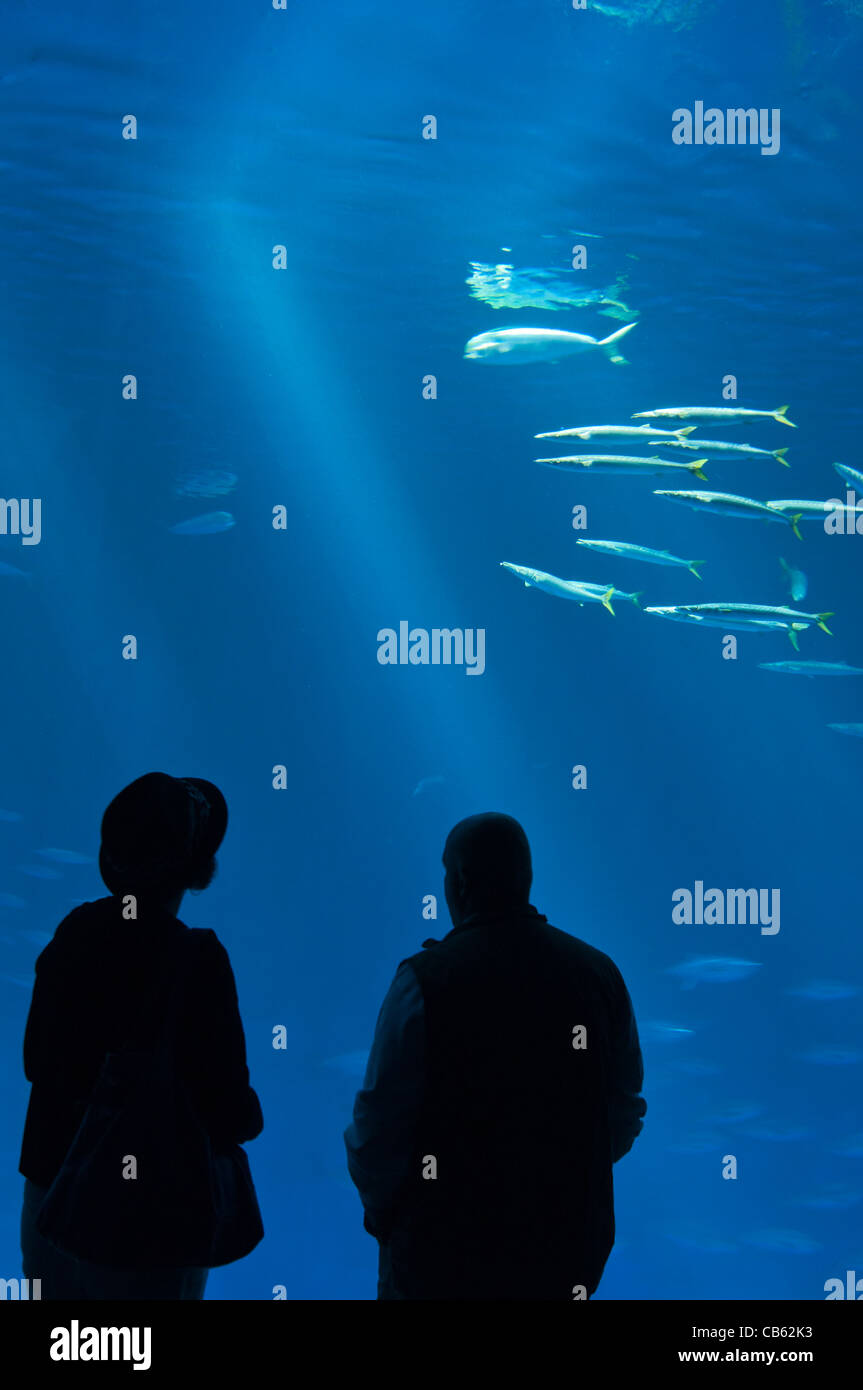 La magnifique mer ouverte la pièce à l'Aquarium de Monterey Bay. Banque D'Images