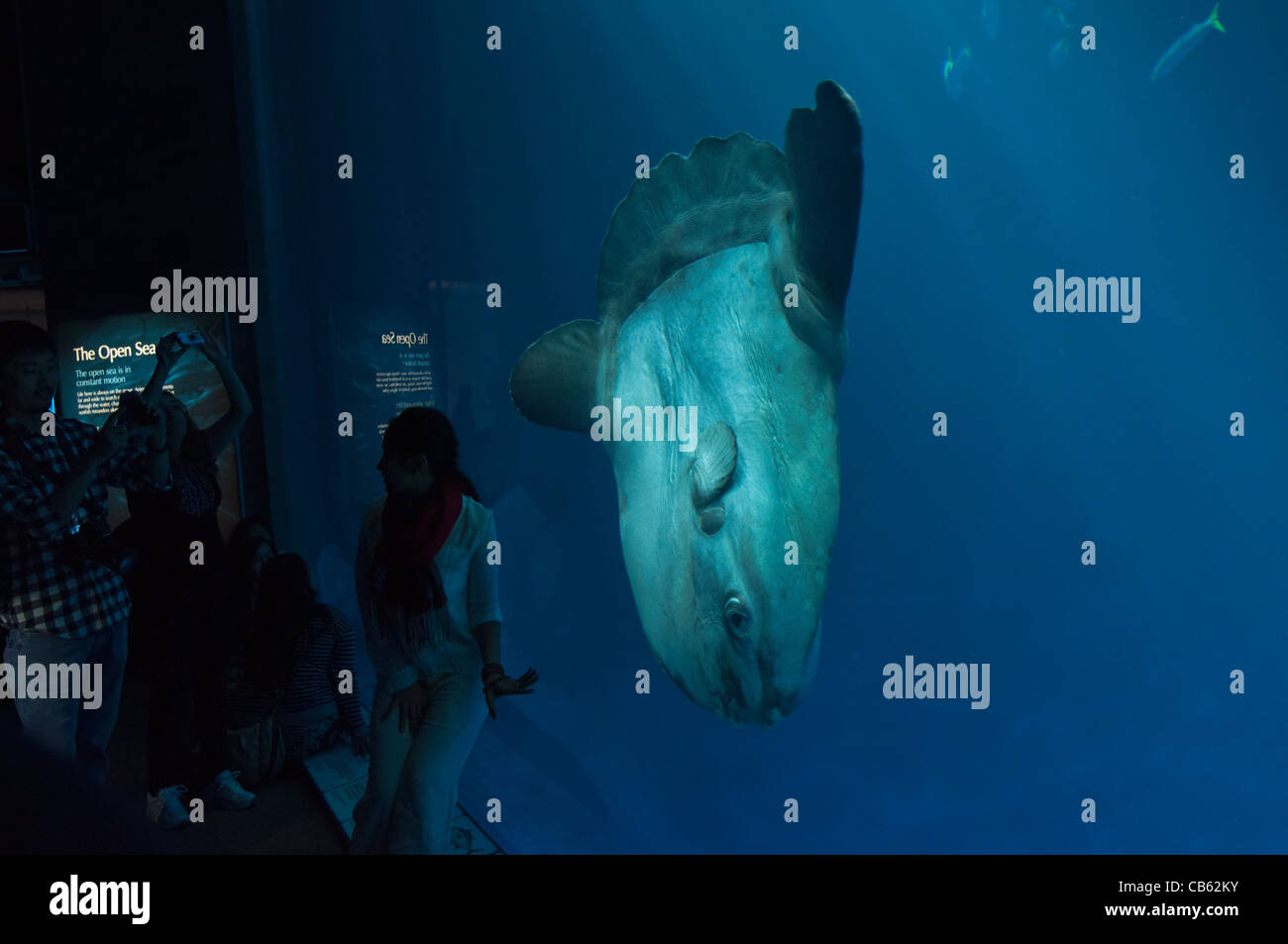 La magnifique mer ouverte la pièce à l'Aquarium de Monterey Bay. Banque D'Images
