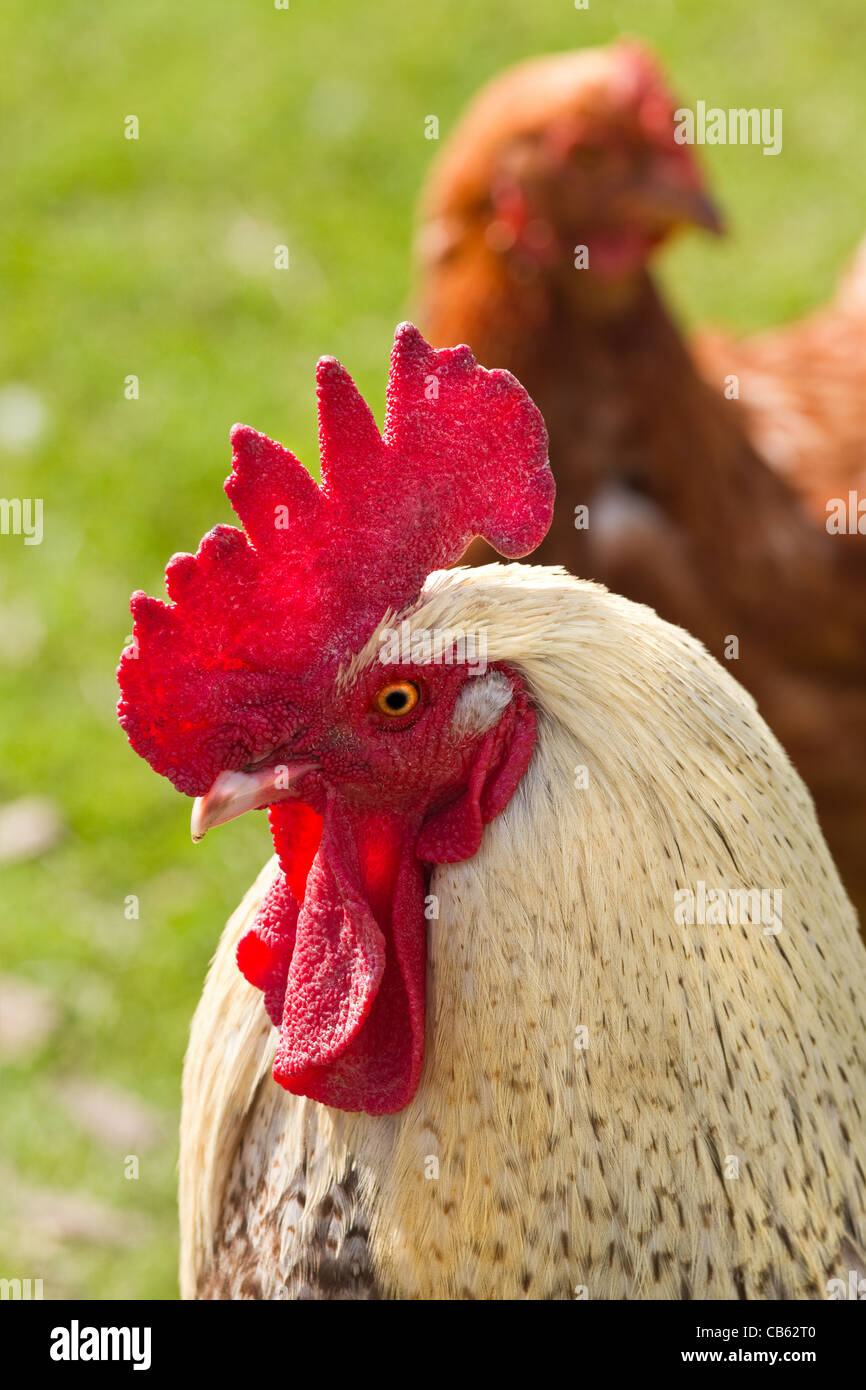 Close up of coq et poulet au fond d'herbe verte Banque D'Images