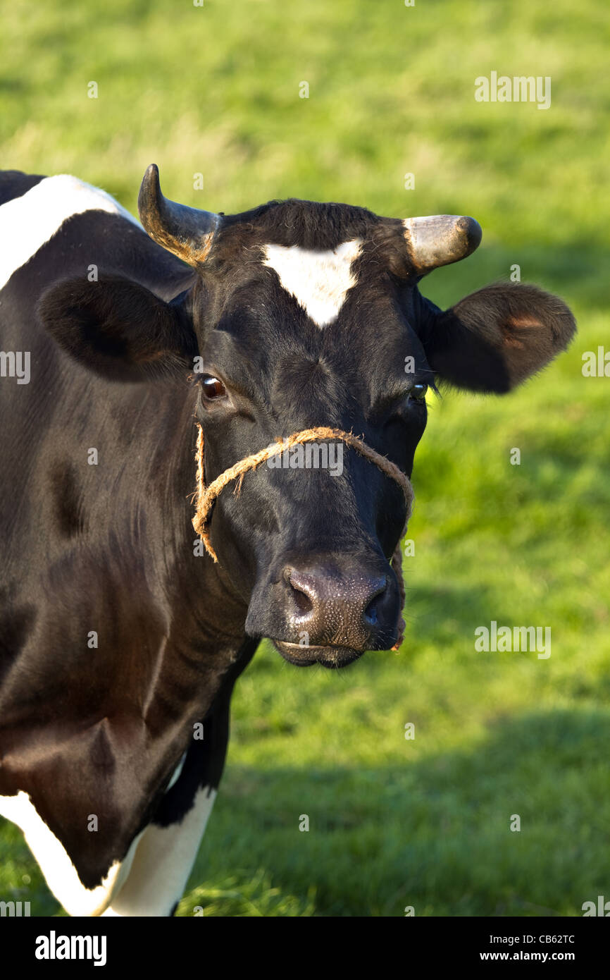 Laitière frison ou Fries stamboek vache sur terrain en été Banque D'Images