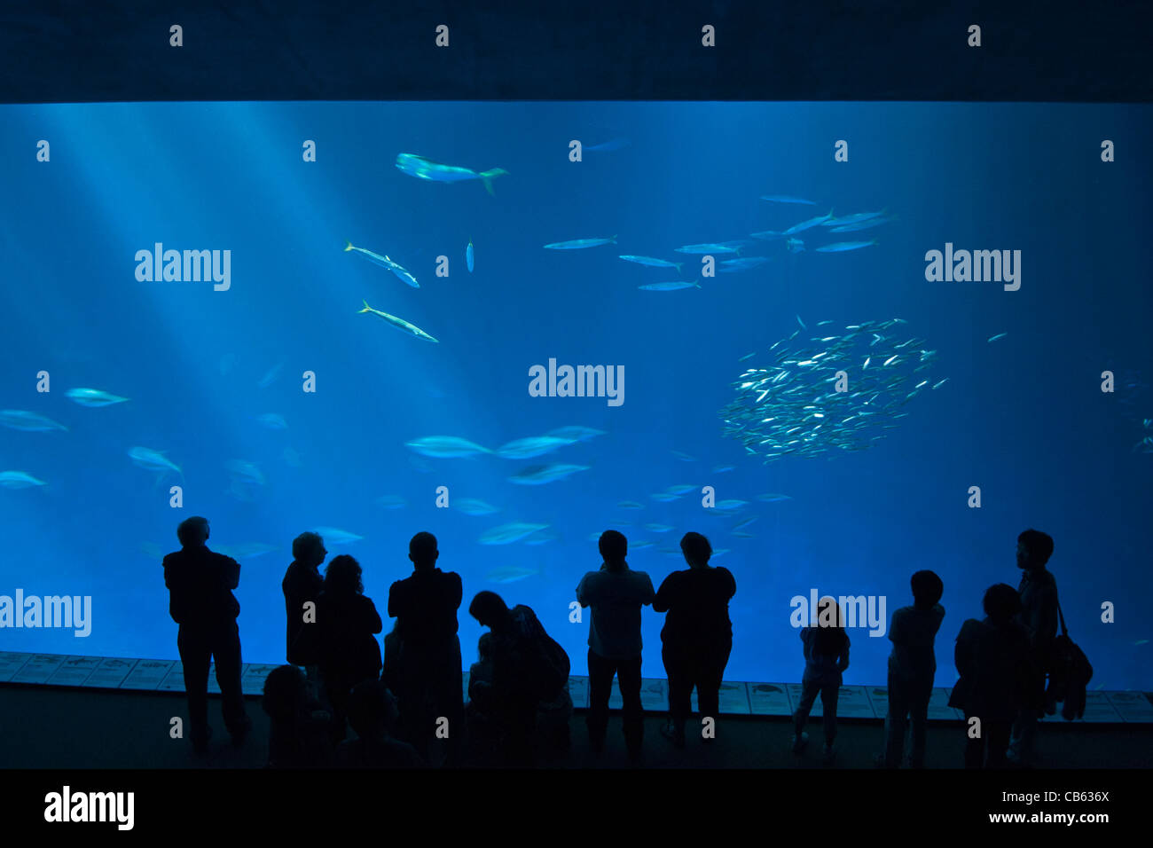La magnifique mer ouverte la pièce à l'Aquarium de Monterey Bay. Banque D'Images