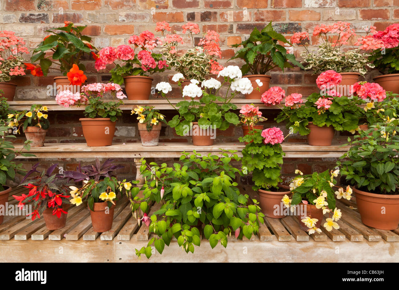 Des plantes à fleurs en pot étagères contre un mur de brique rouge Banque D'Images
