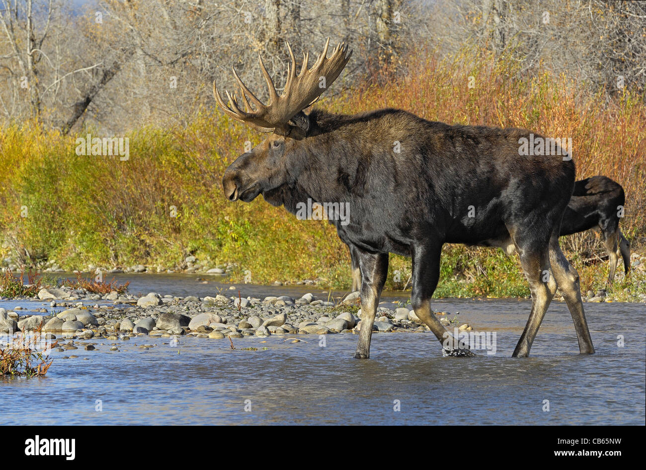 Bull Moose Crossing Gros-ventres River Banque D'Images