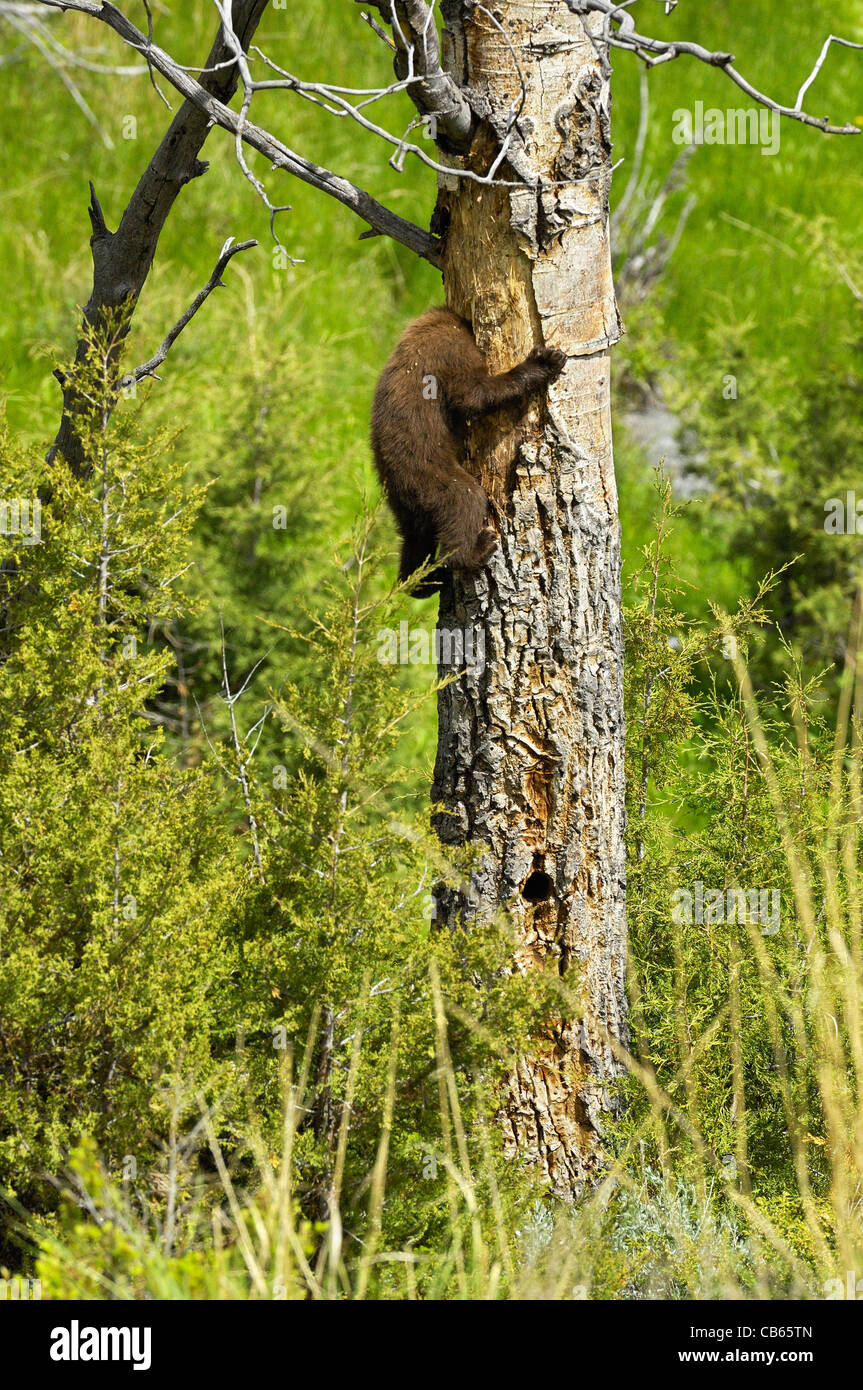 L'ours noir de couleur cannelle cub coller sa tête dans la cavité de nidification (les pics flamboyants). Banque D'Images