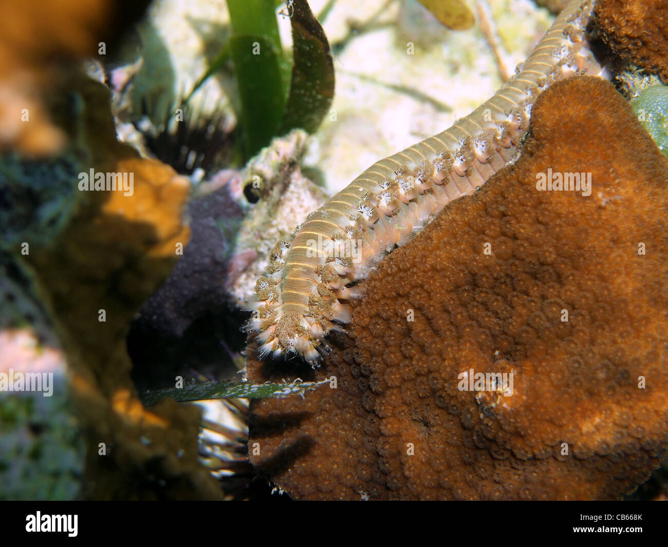 Tordeuse des canneberges, barbu Hermodice carunculata, dans un récif de corail, des Caraïbes, le Costa Rica Banque D'Images