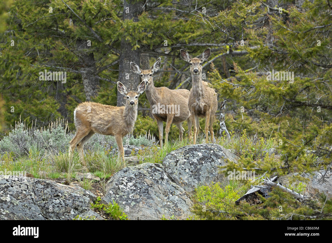 Le cerf mulet (Odocoileus hemionus) Banque D'Images