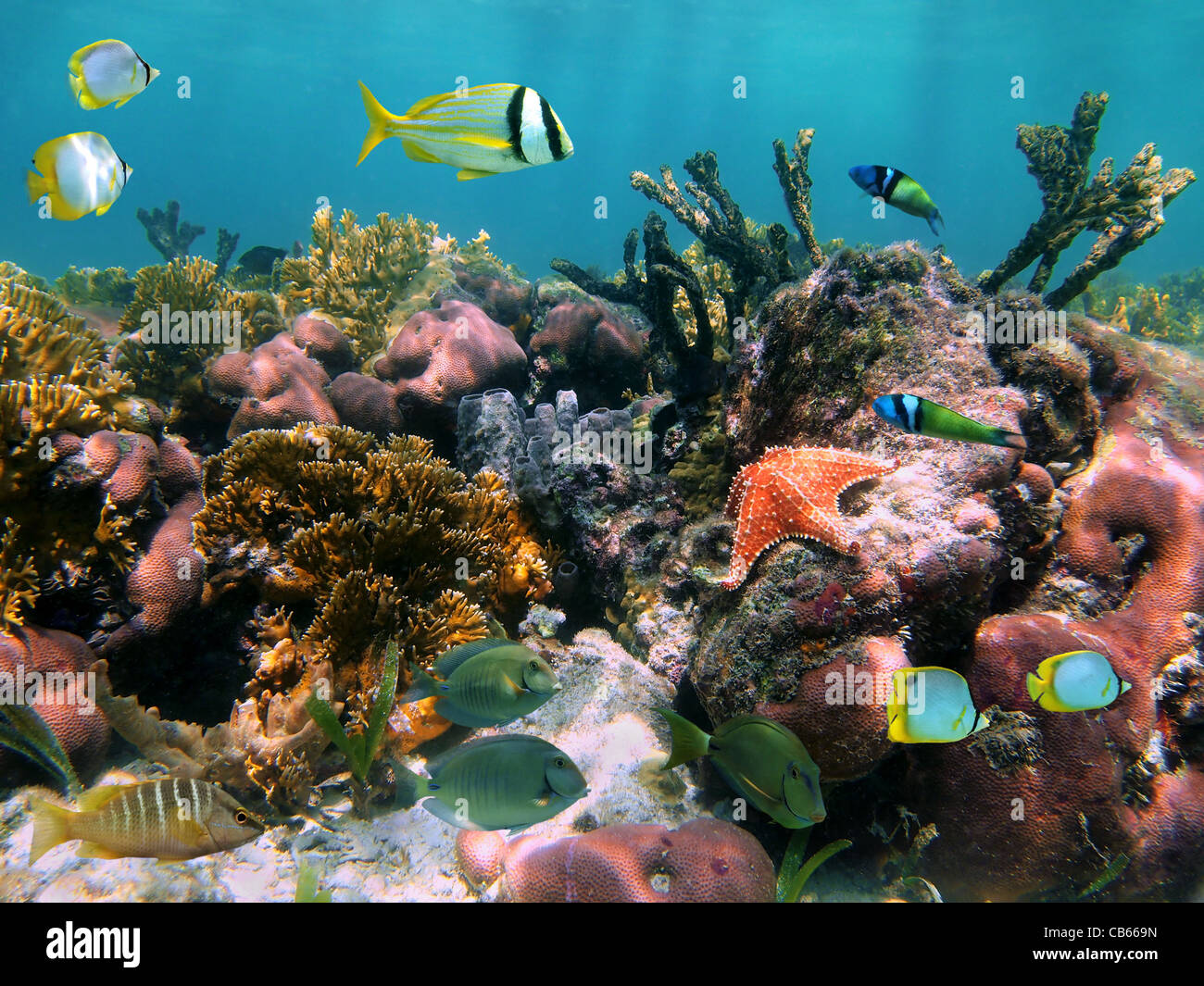 Vie marine colorée dans un récif de corail avec des poissons tropicaux et l'étoile de mer, mer des Caraïbes Banque D'Images