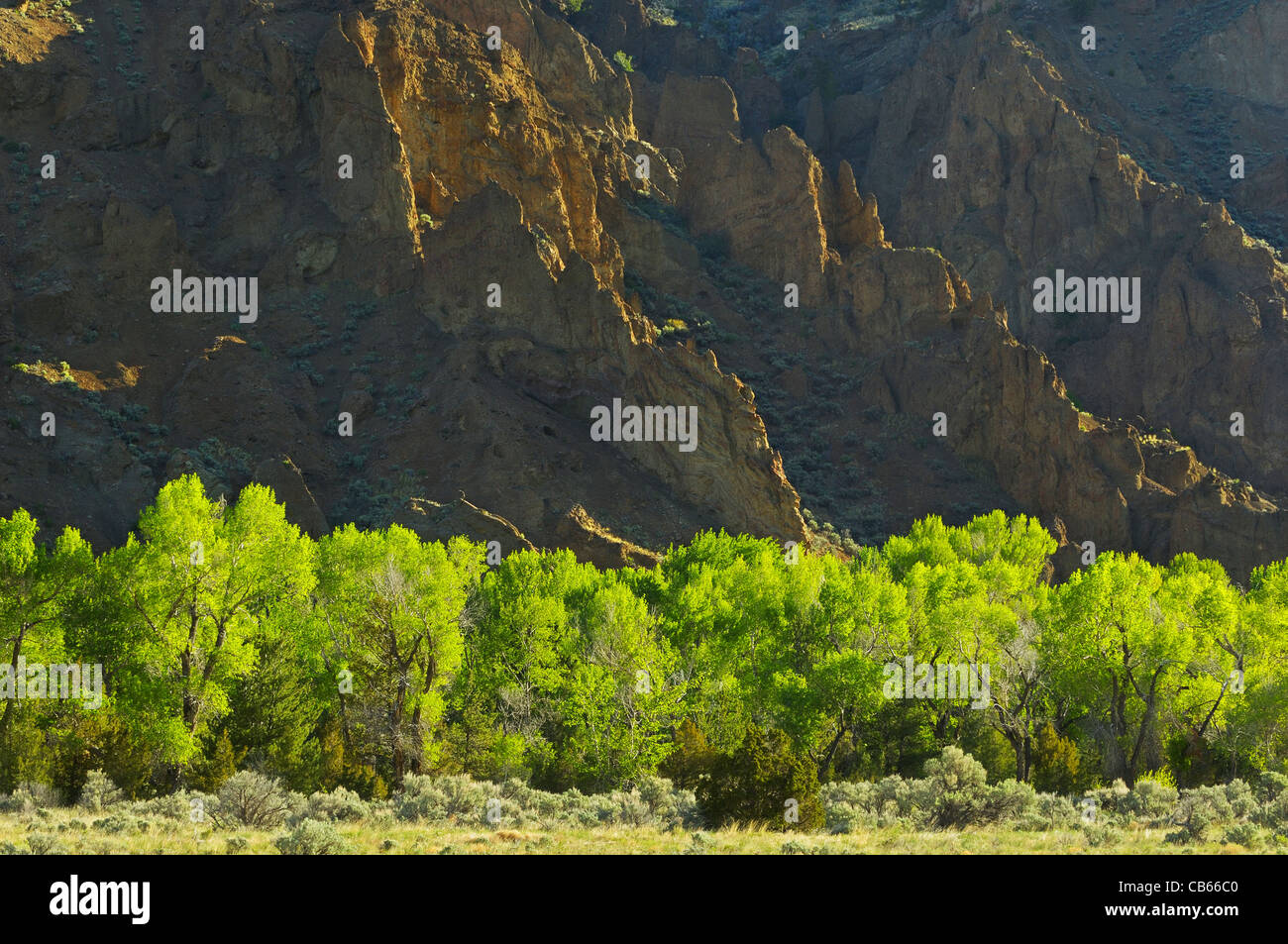 Shoshone robuste à l'aube des montagnes Banque D'Images