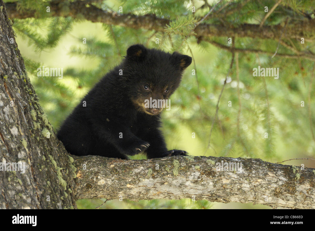 Salutations d'un Cute Bear Cub Banque D'Images