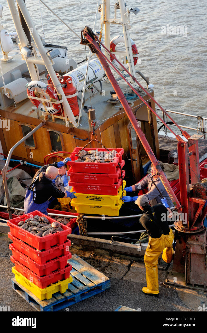 Mer du Nord pêcheurs déchargent de captures de crabes de bateau de pêche, à l'East Yorkshire fish quay port de Bridlington Banque D'Images