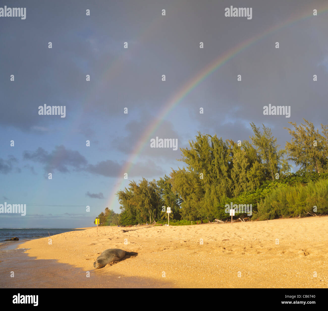 Le phoque moine hawaiien repose sur plage à Haena, Kauai, près de la plage de tunnels à double couleur arc-en-ciel le ciel Banque D'Images