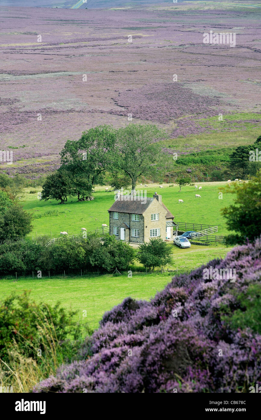 Accueil en milieu rural. Plus au nord de son Moor Goathland bord sud à Saltergate. Heather dans North York Moors National Park, Angleterre Banque D'Images