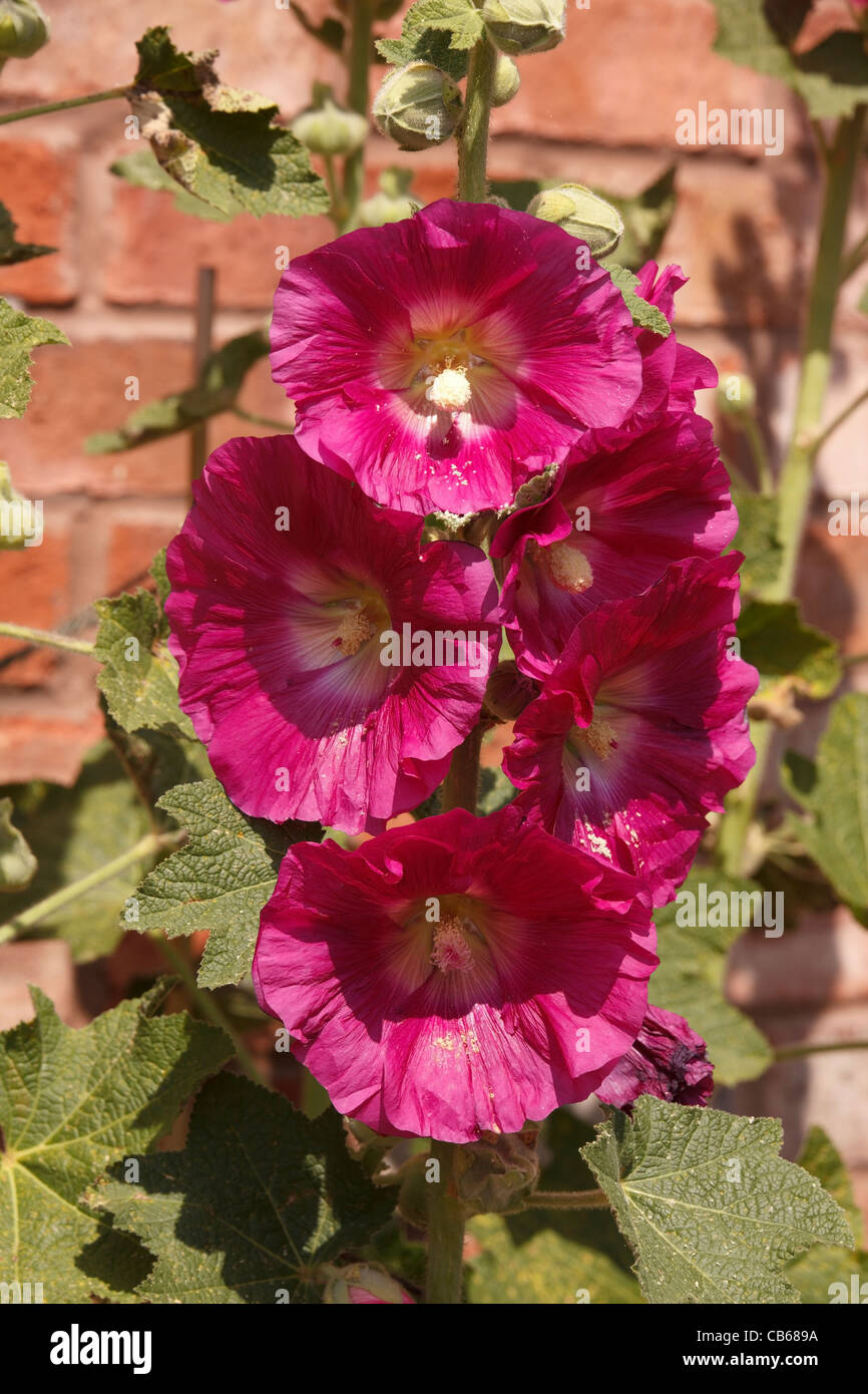 Fleurs rose trémière géant, Alcea rosea par mur de brique rouge dans Chalet jardin, Leicestershire, England, UK Banque D'Images