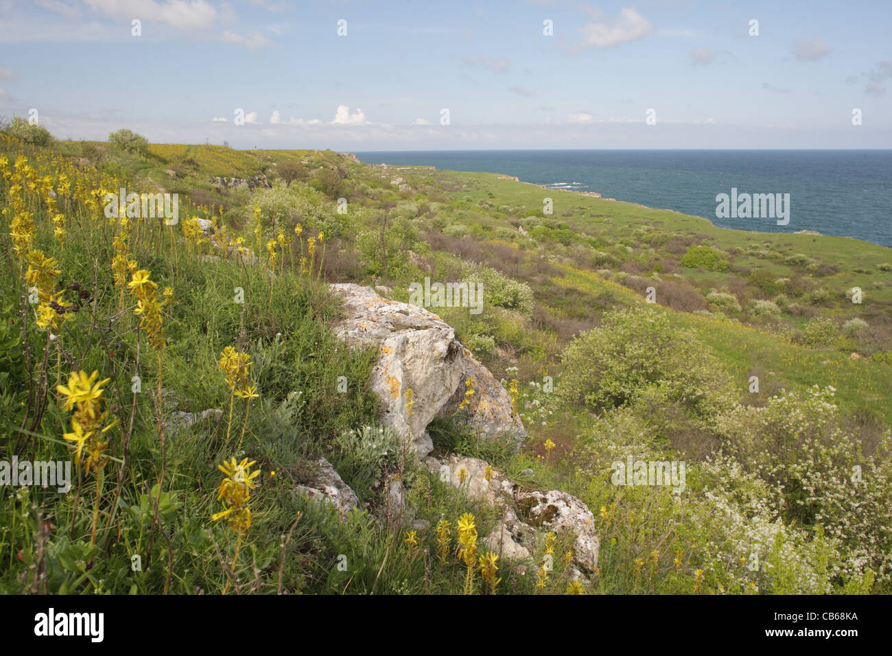 Côte nord de la Mer Noire au printemps avec la floraison Asphodeline lutea, Bulgarie Banque D'Images