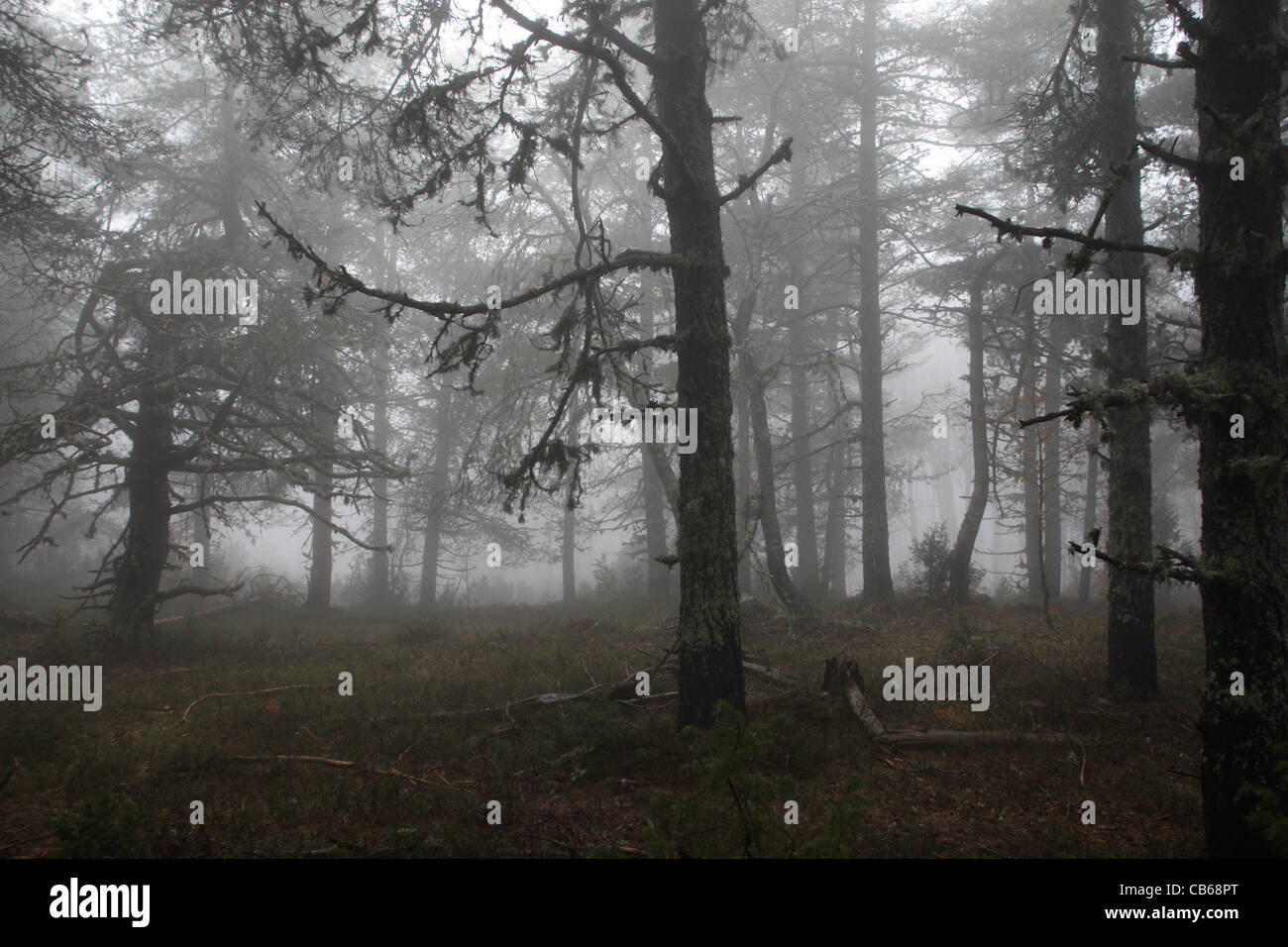 La forêt de conifères, brouillard mystique de l'automne, la montagne Rodopi Banque D'Images