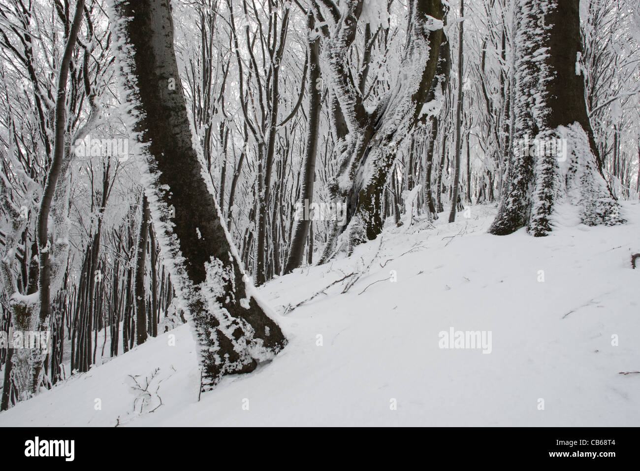 La forêt. Scène d'hiver avec des arbres dans la neige. Parc National Balkan Central. Bulgarie Banque D'Images
