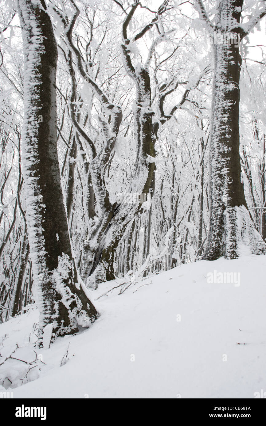La forêt. Scène d'hiver avec des arbres dans la neige. Parc National Balkan Central. Bulgarie Banque D'Images