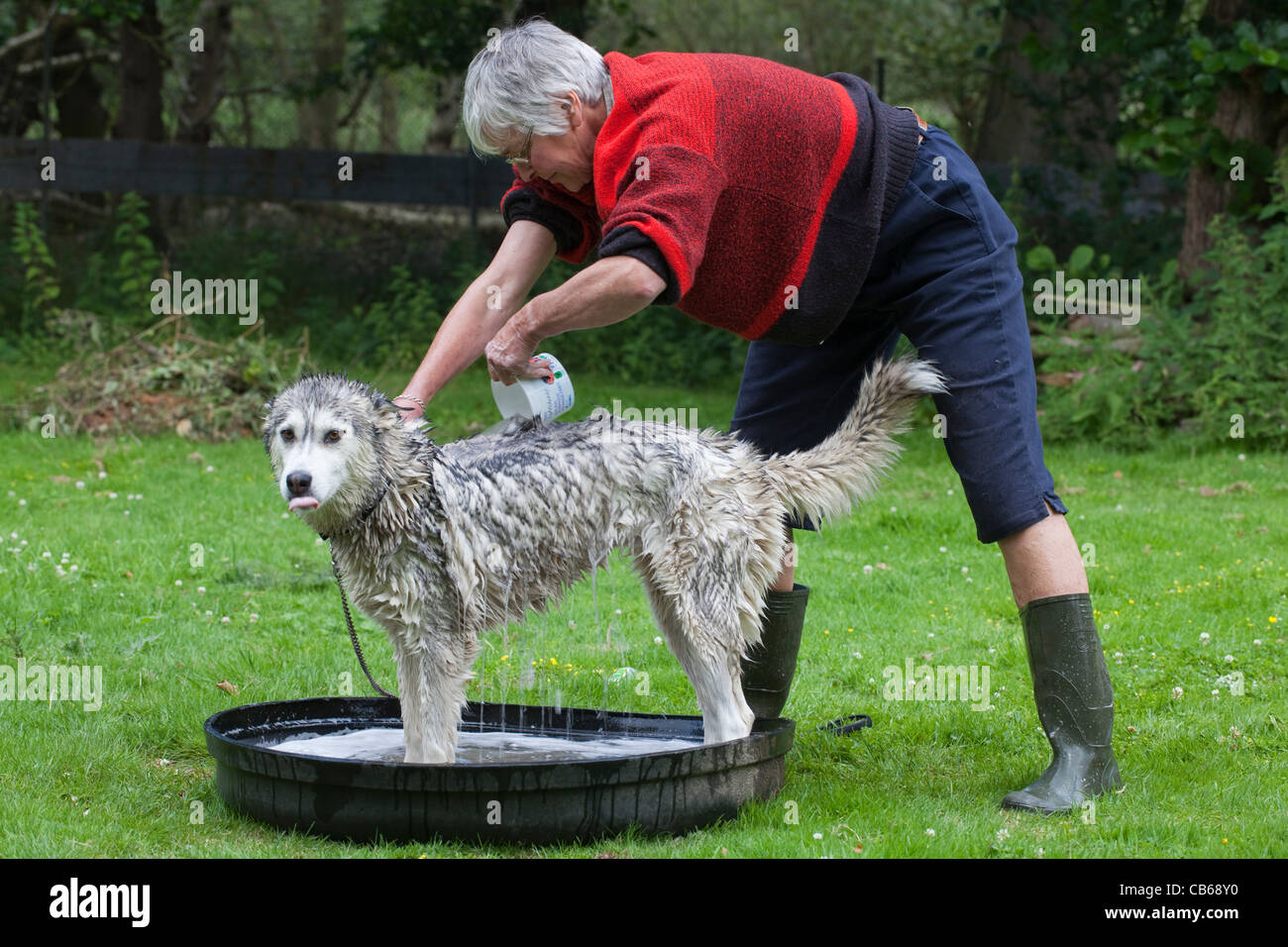 Husky de Sibérie Canis lupus familiaris baignoire le bain de lavage. L'un d'une série de dix. Banque D'Images