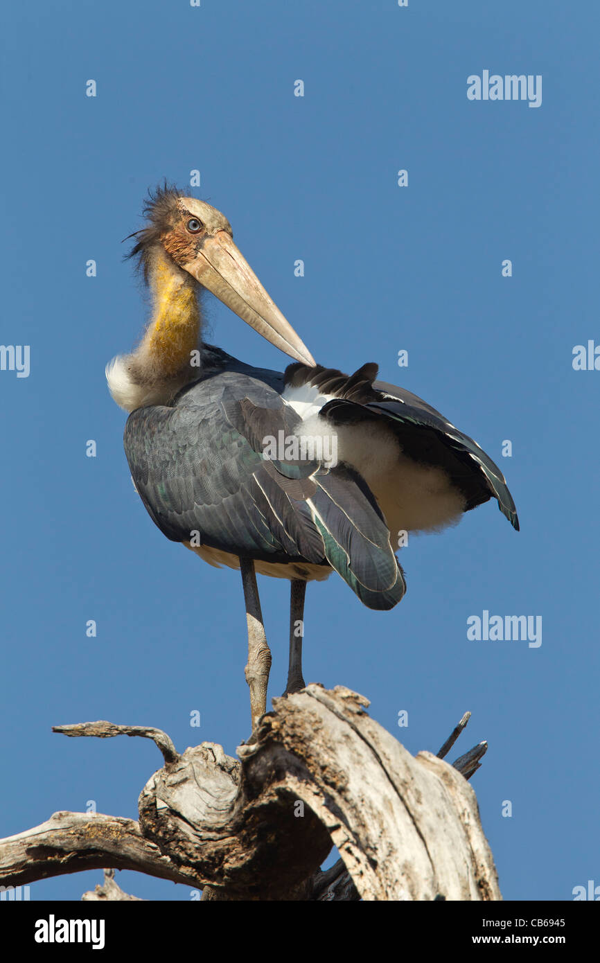 Le Flamant rose (Phoenicopterus ruber moindre javanicus, est l'espèce de famille des Ciconiidae. C'est une espèce très répandue de Wh Banque D'Images