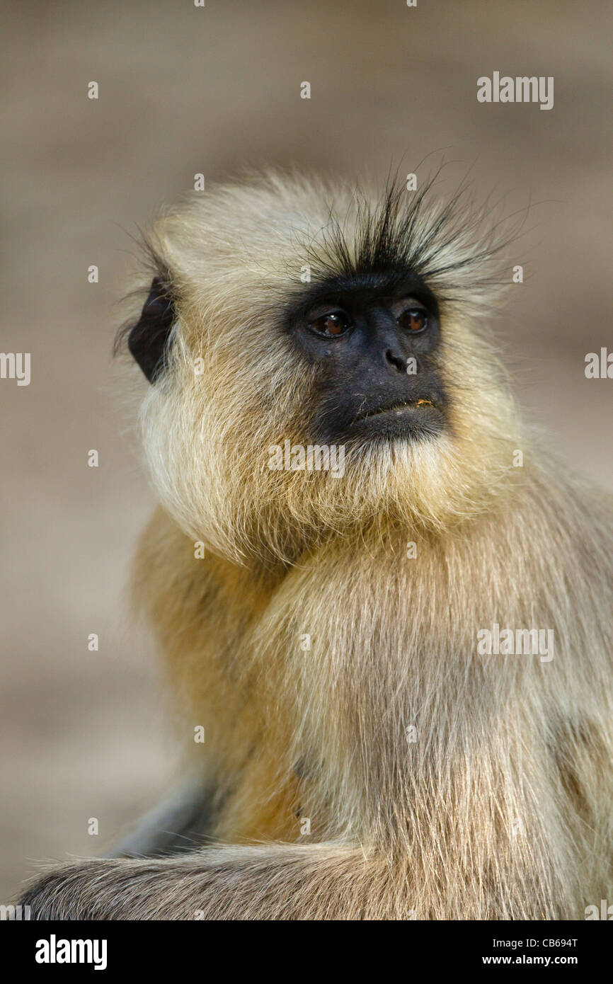 Les plaines du nord animaux singe Semnopithèque Entelle (gris) est une espèce de passereau de Banque D'Images