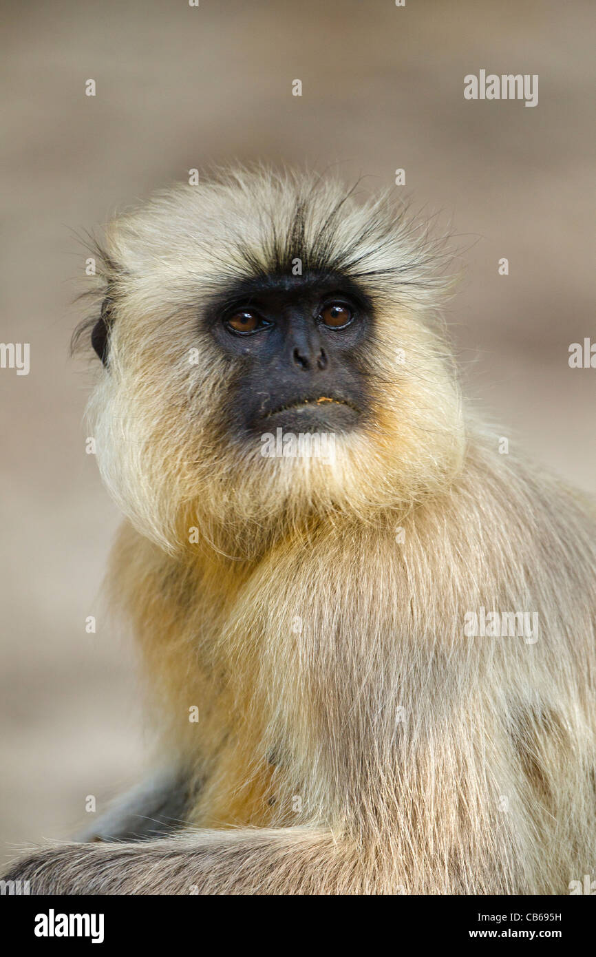Les plaines du nord animaux singe Semnopithèque Entelle (gris) est une espèce de passereau de Banque D'Images