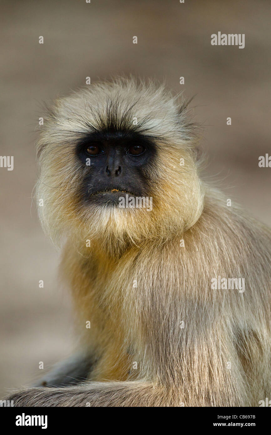 Les plaines du nord animaux singe Semnopithèque Entelle (gris) est une espèce de passereau de Banque D'Images
