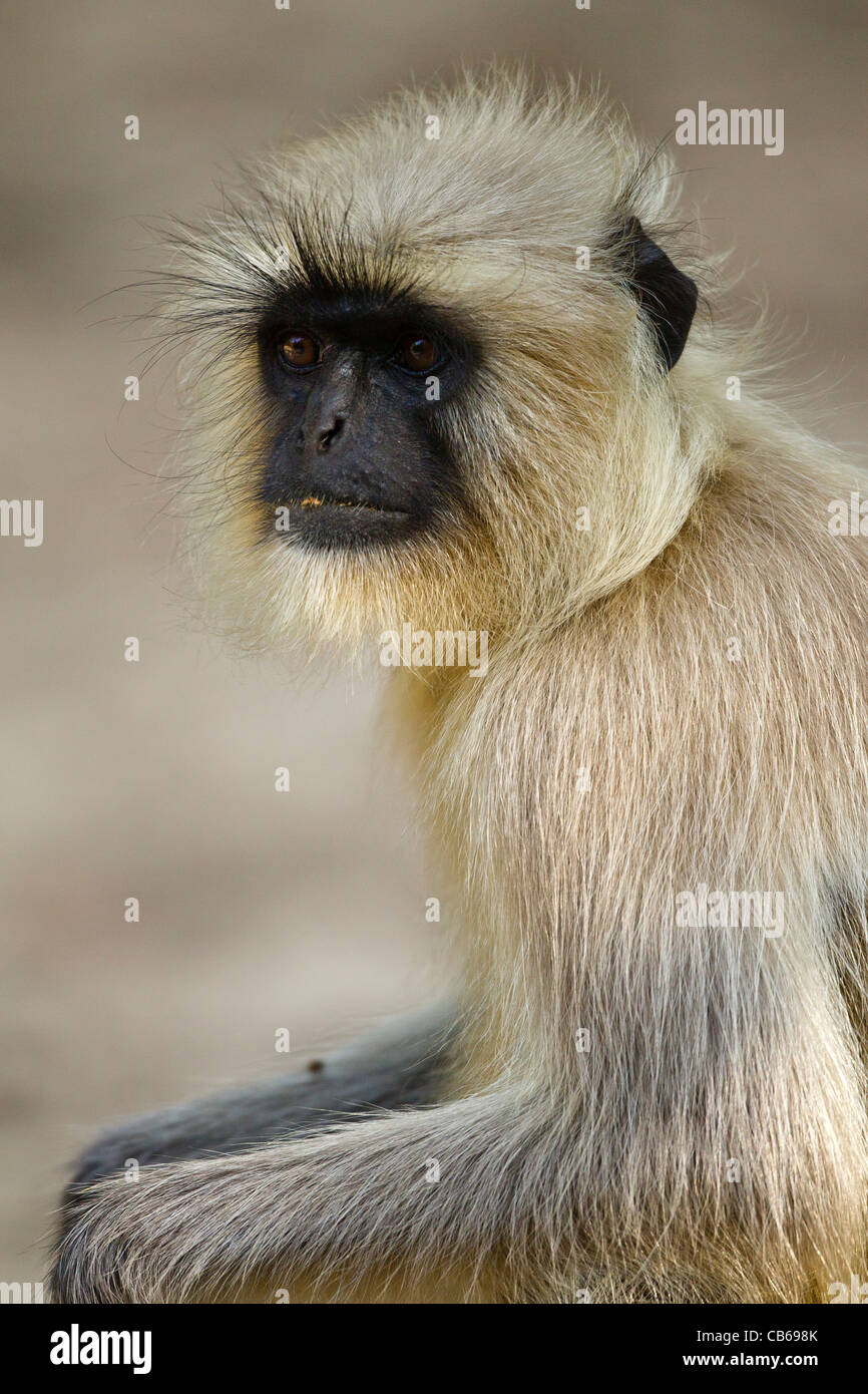 Les plaines du nord animaux singe Semnopithèque Entelle (gris) est une espèce de passereau de Banque D'Images