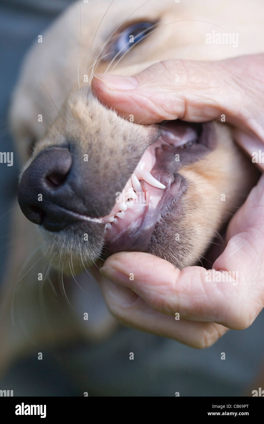 Chiot Labrador, avec les lèvres se séparèrent pour révéler le lait ou chiot premières dents. L'œil et de l'incisive canine ou illustré. Banque D'Images