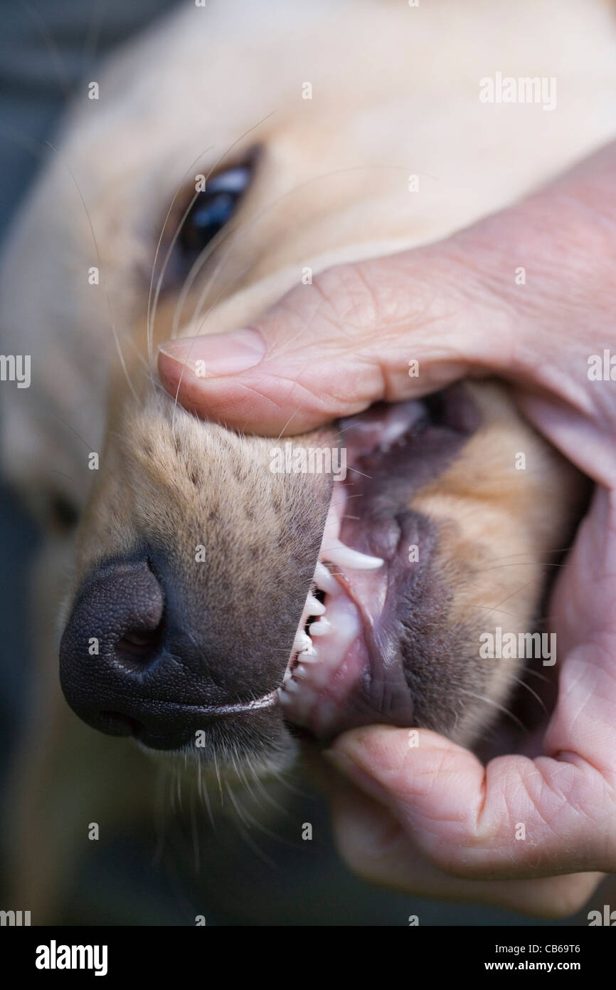Chiot Labrador, avec les lèvres se séparèrent pour révéler le lait ou chiot  premières dents. L'œil et de l'incisive canine ou illustré Photo Stock -  Alamy