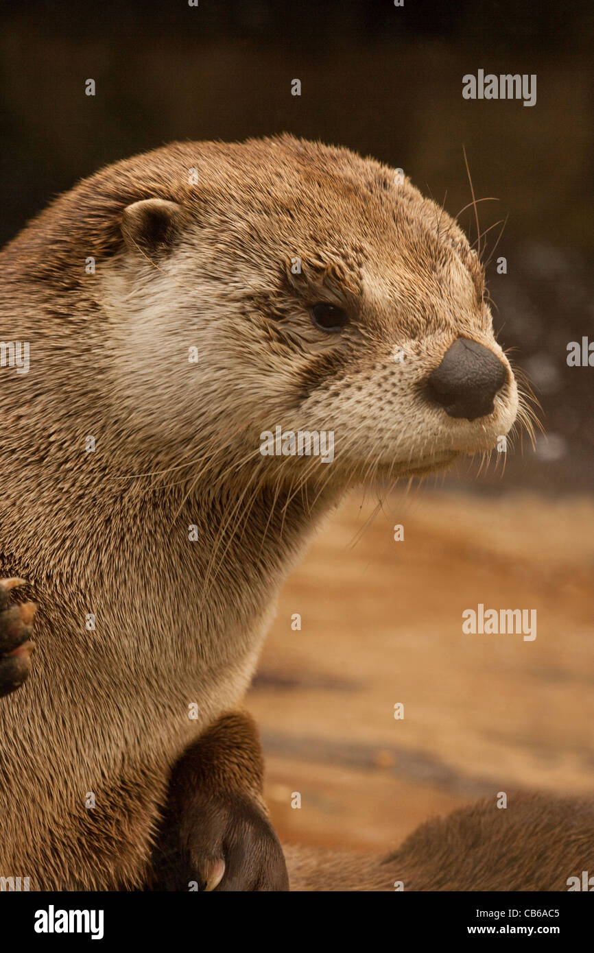 L'Amérique du Nord La Loutre de rivière (Lontra canadensis). Portrait. Banque D'Images