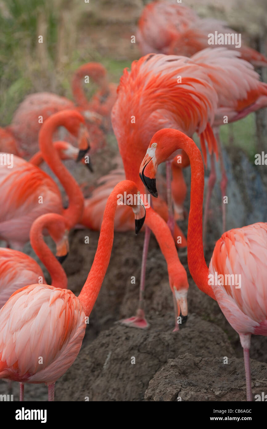 Rosy, des Caraïbes ou American flamants roses (Phoencopterus ruber ruber). Comportement de reproduction sociale encouragée par la fourniture d'un miroir, vu en arrière-plan. Banque D'Images