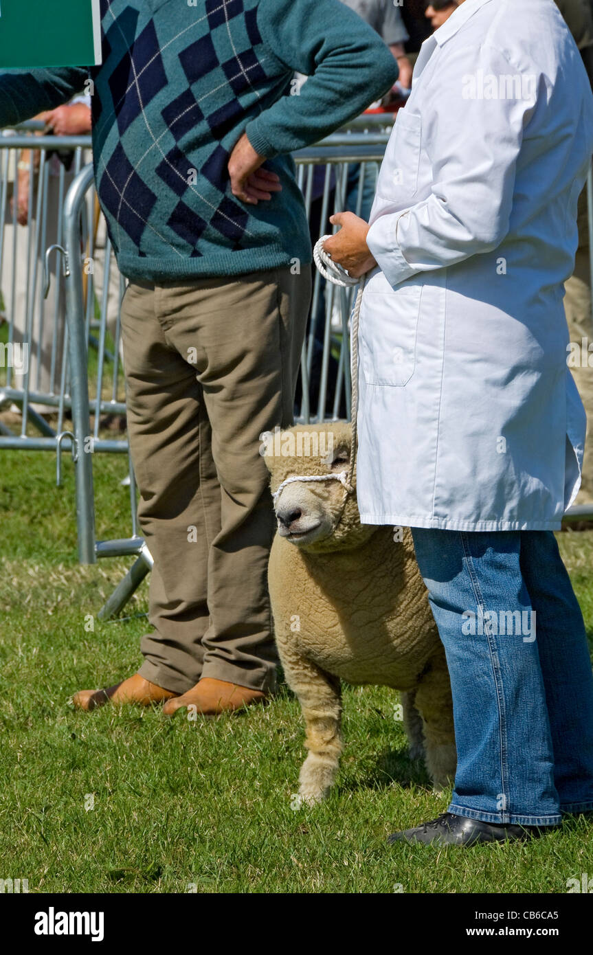 Moutons en compétition au Great Yorkshire Show en été Harrogate North Yorkshire Angleterre Royaume-Uni GB Grande-Bretagne Banque D'Images