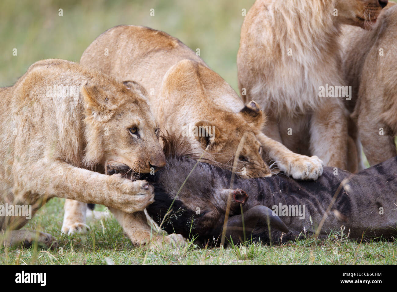 Les Lions au Kenya,Afrique Banque D'Images