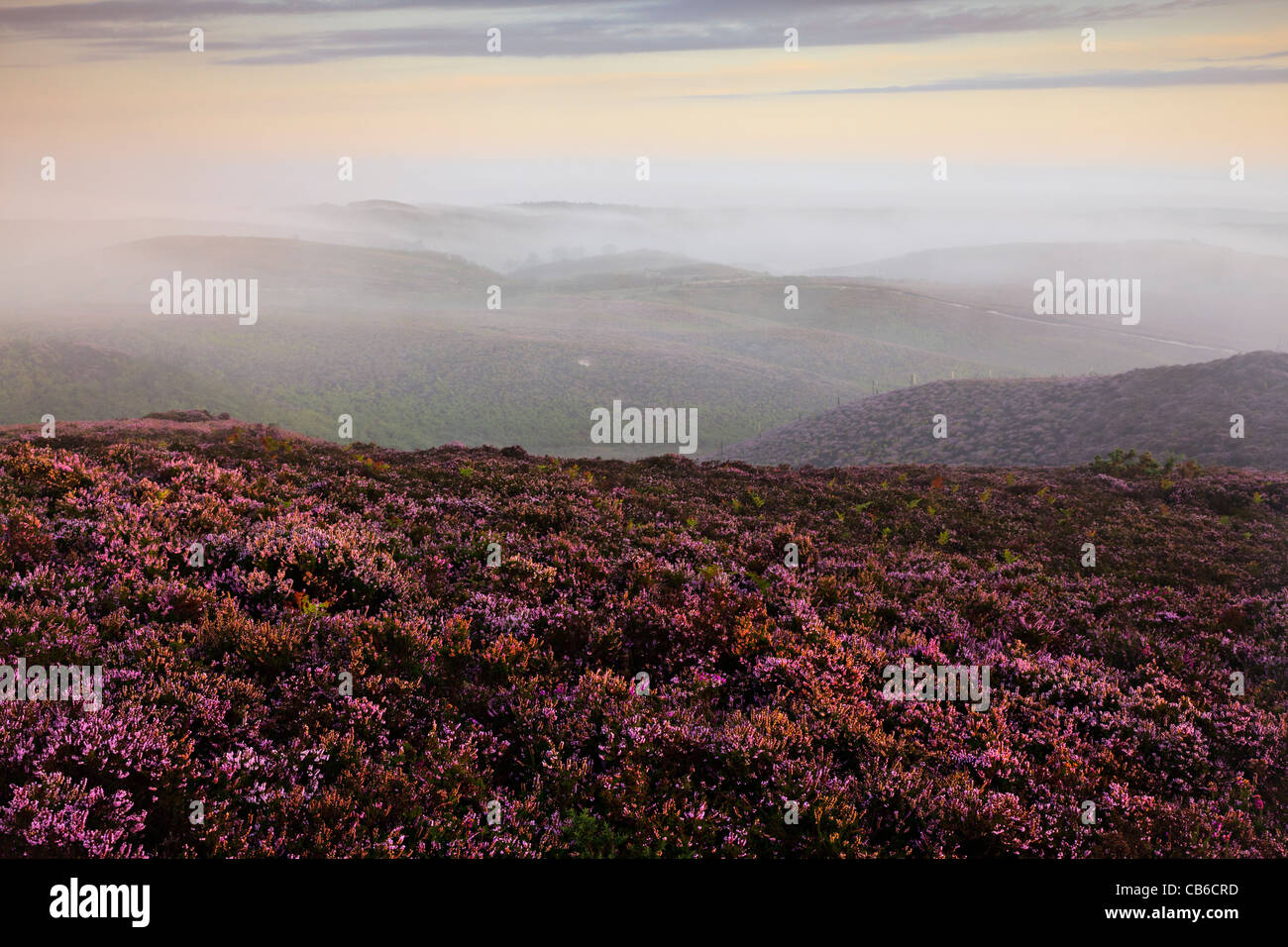 Godlingston Heath, Studland, Dorset, UK, early morning light Banque D'Images