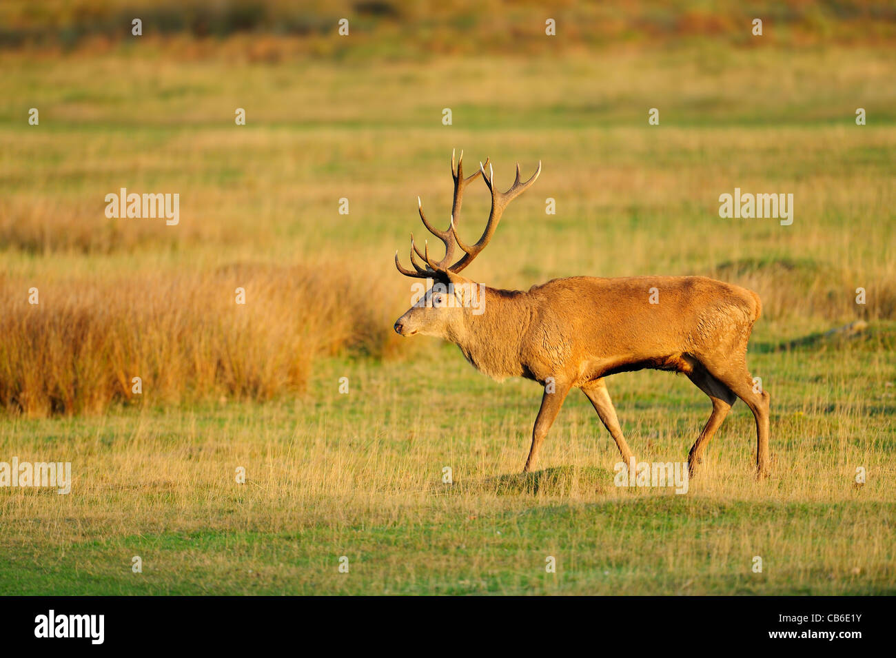 Red Deer stag en maturité du soleil d'or Banque D'Images