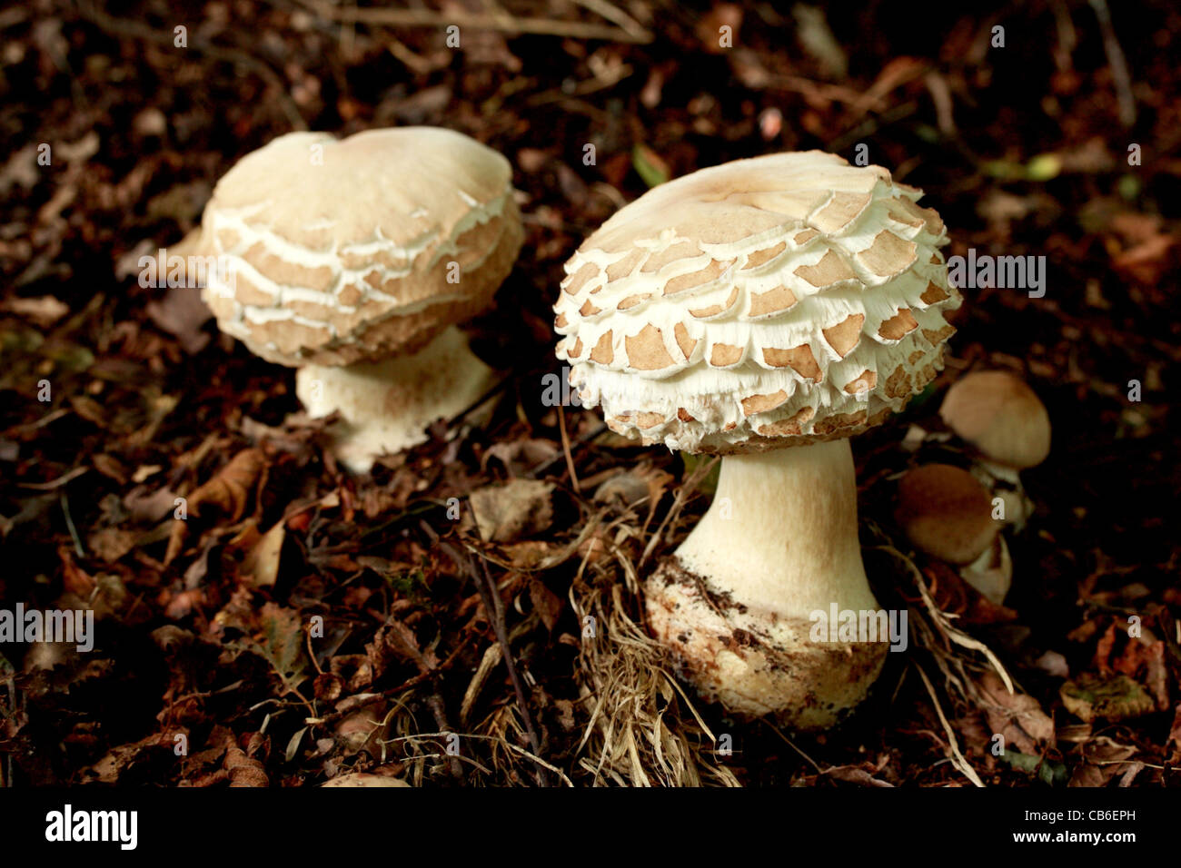 Shaggy Parasol Mushrooms - Cardinal rouge / Northern Cardinal brunneum Banque D'Images