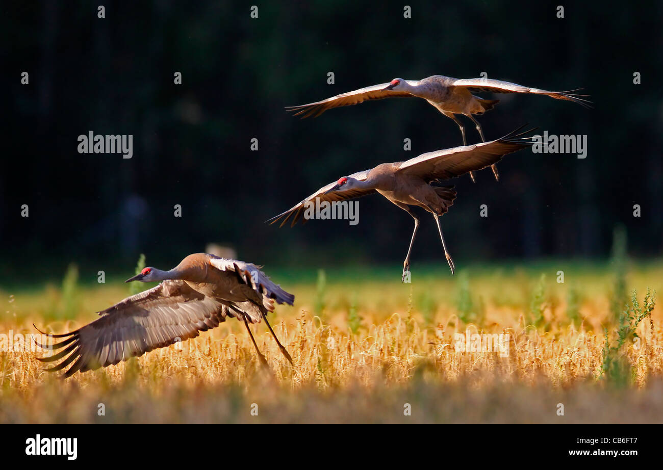 Les Grues du Canada arrivant à l'aube Banque D'Images