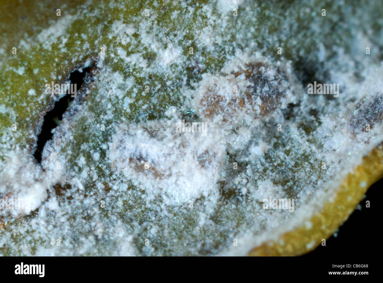 Bay (Trioza alacris) meunier couverte de cire à l'intérieur de feuilles déformées des nymphes Banque D'Images