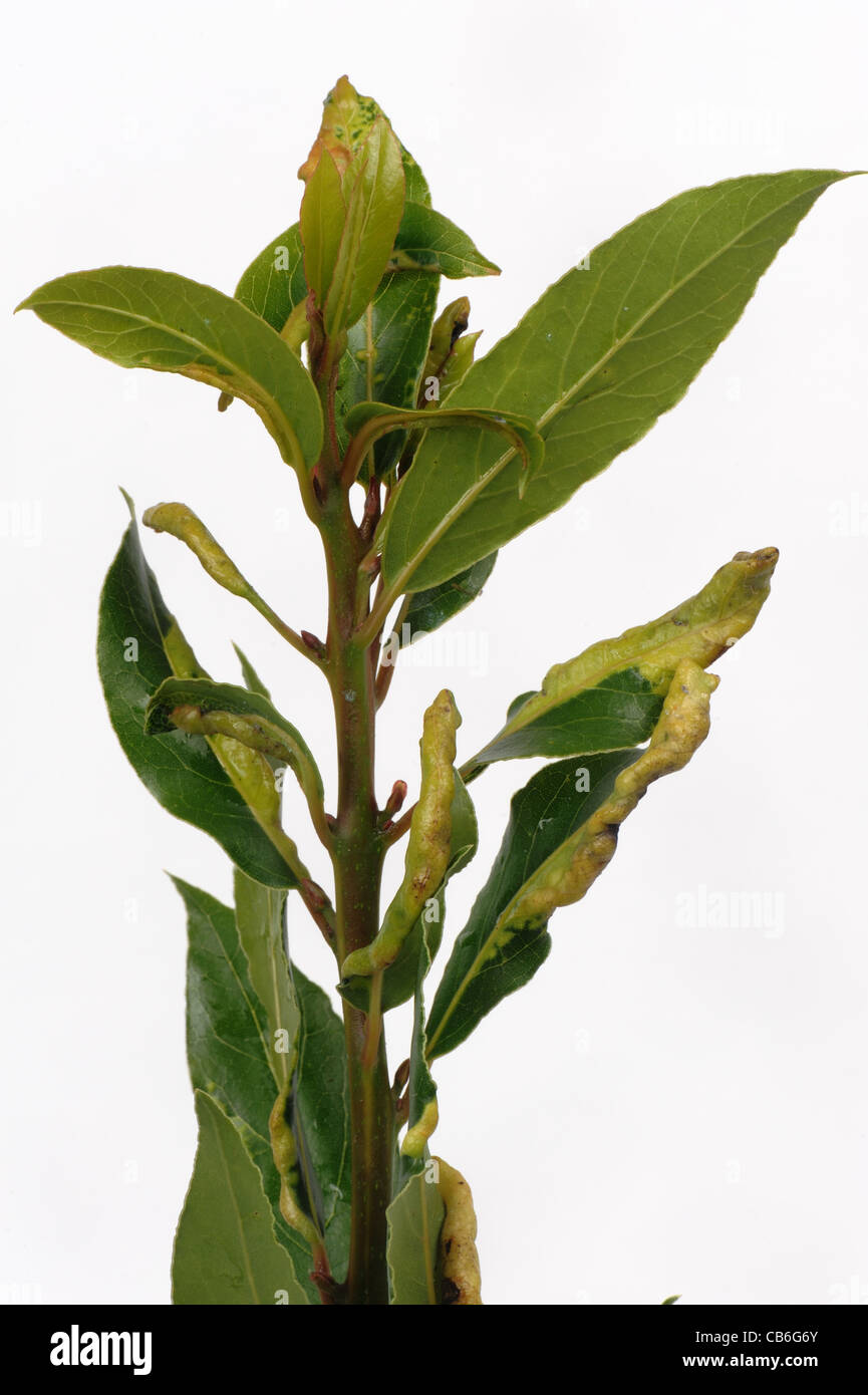 Bay (Trioza alacris) Meunier de cloques sur les feuilles de laurier Banque D'Images