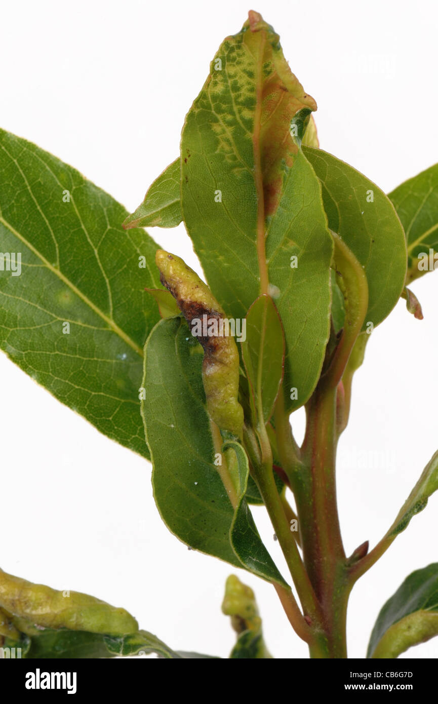 Bay (Trioza alacris) Meunier de cloques sur les feuilles de laurier Banque D'Images