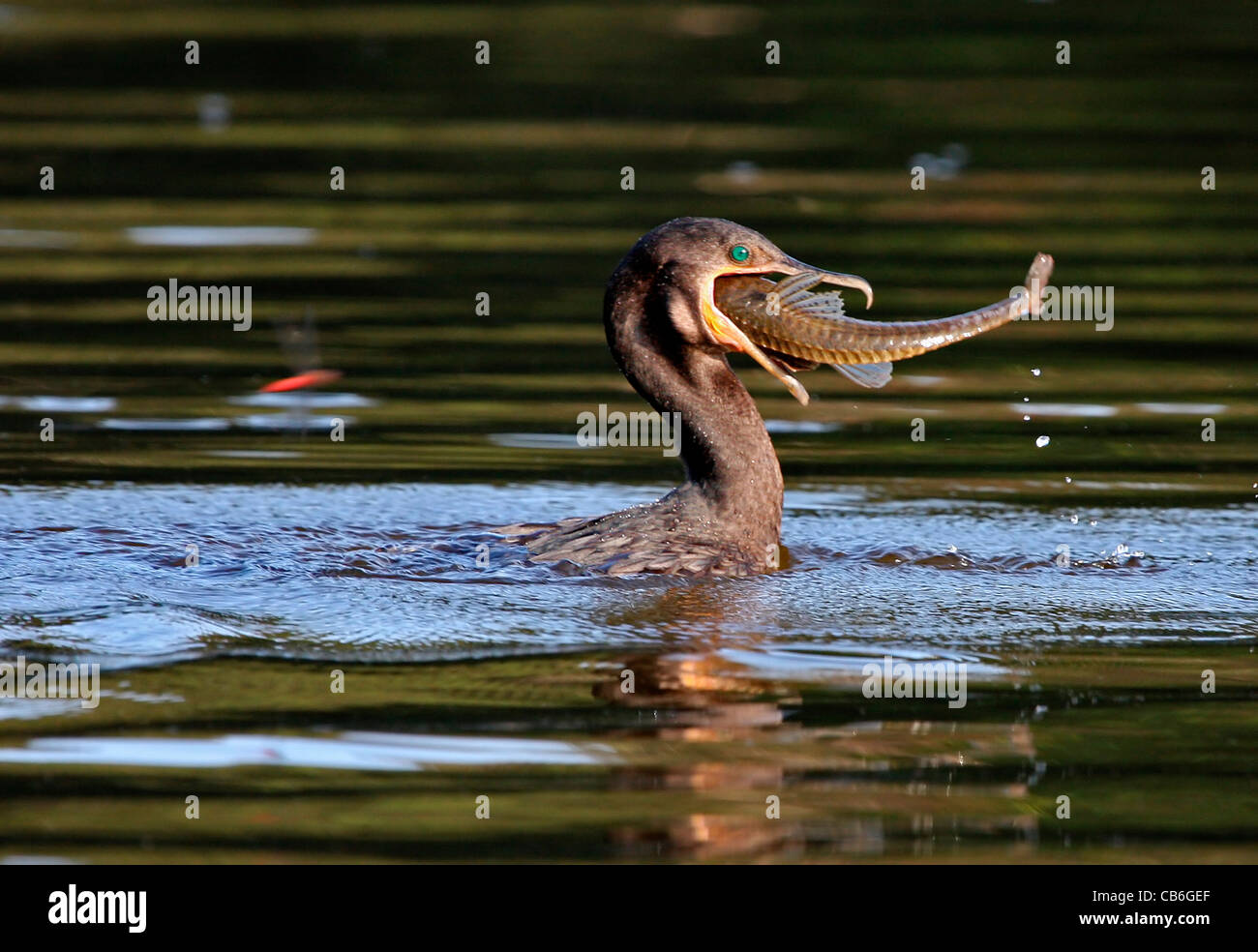 Cormoran Phalacrocorax brasilianus Banque D'Images