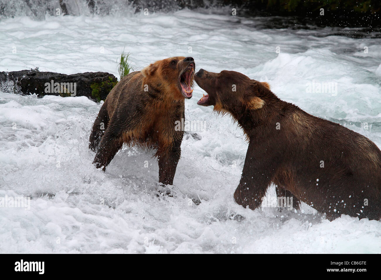 Ours grizzli (Ursus arctos) Banque D'Images