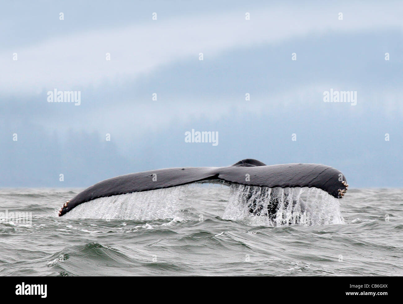 Queue de baleine à bosse, Megaptera novaeangliae Banque D'Images